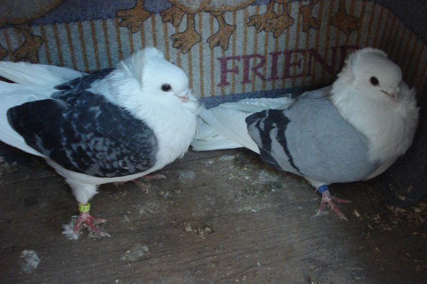 PER 7 - perechile 2022