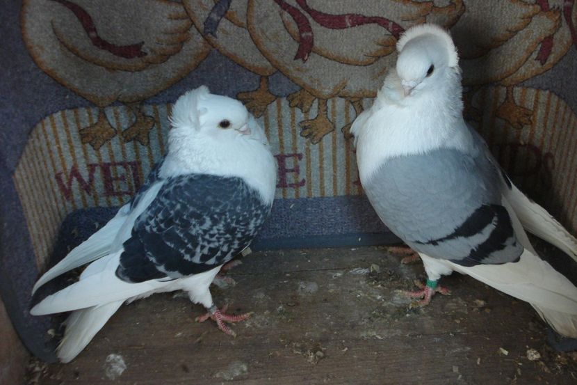 PER 8 - perechile 2022