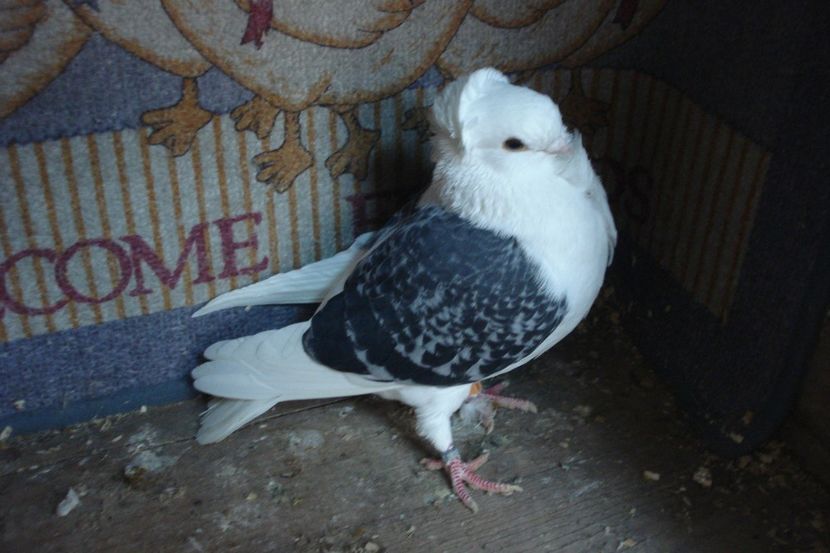 F   099-20 - perechile 2022