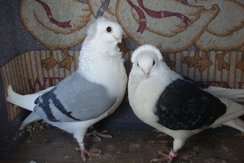 PER 9 - perechile 2022