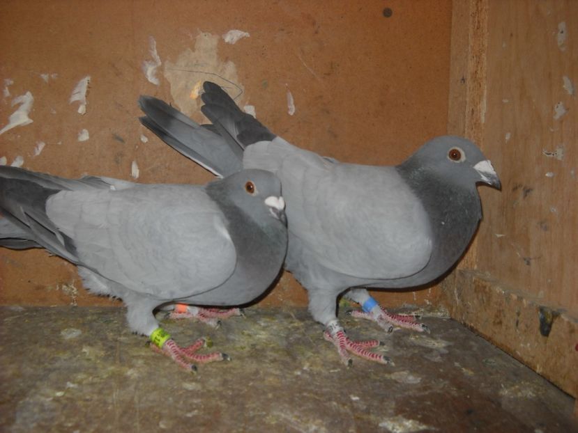  - PORUMBEI VANDUTI 2