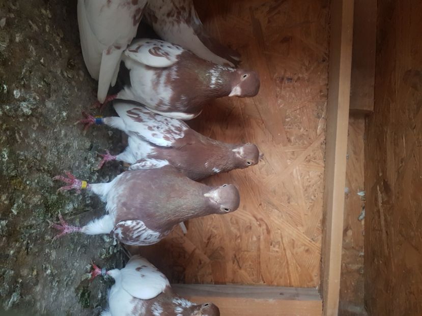  - zburator de budapesta