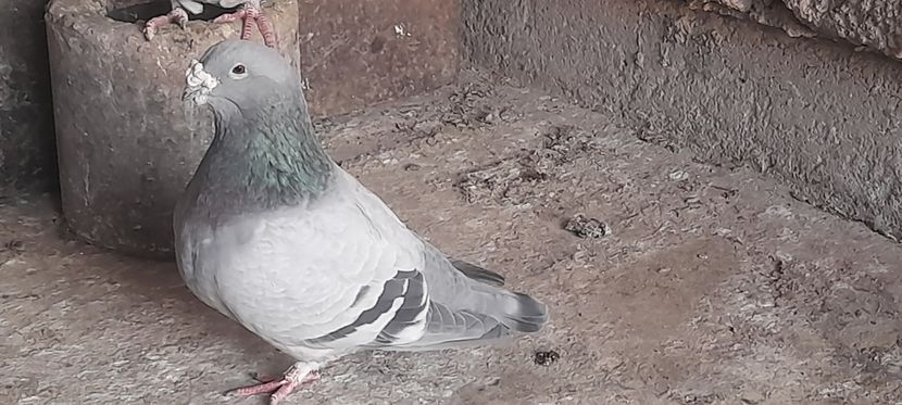  - Porumbei standard și vrdf 2022