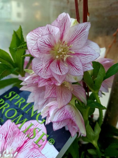 Img.2022.01.24 - Calendarul