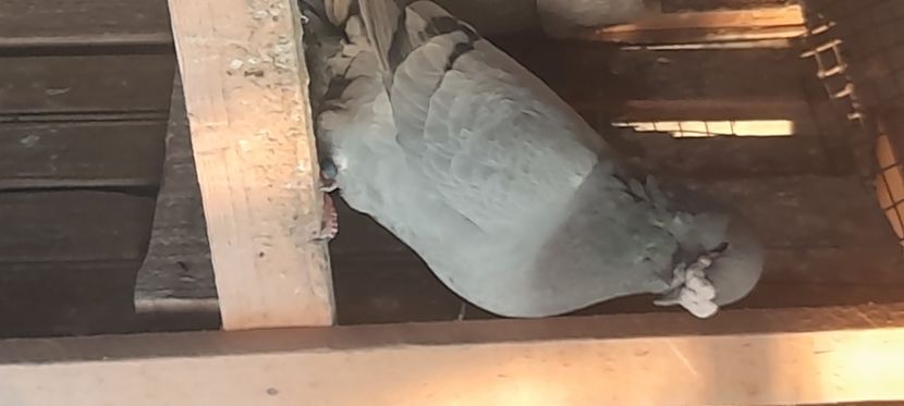  - Porumbei standard și vrdf 2022