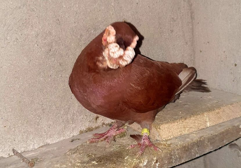  - GROUP FACEBOOK -BARB-CARUNCULAT-PIEGONS-