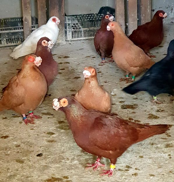  - GROUP FACEBOOK -BARB-CARUNCULAT-PIEGONS-