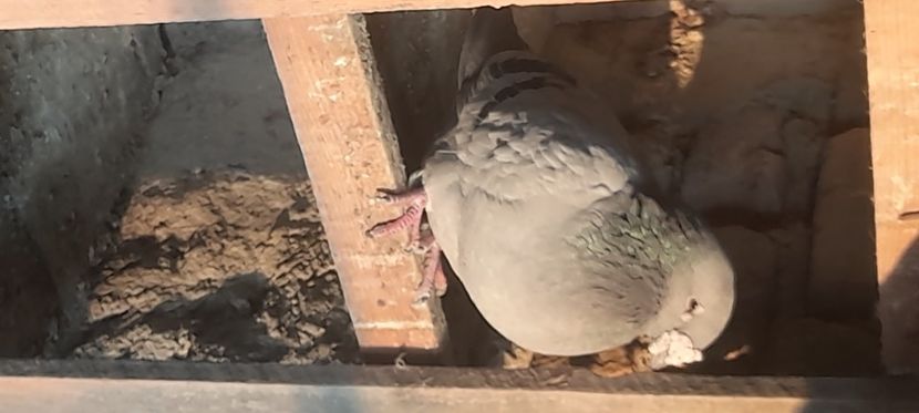  - Porumbei standard și vrdf 2022