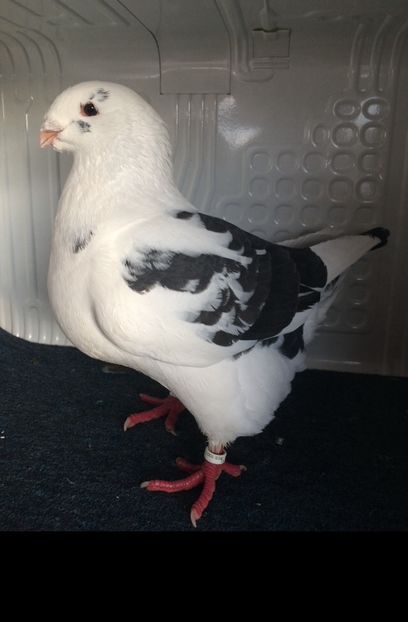 M2021 - Porumbei vanduti 2017-2025