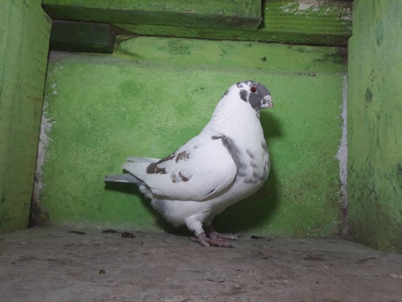 Fata Vanduta - Amintiri