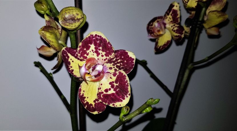  - Phalaenopsis 2