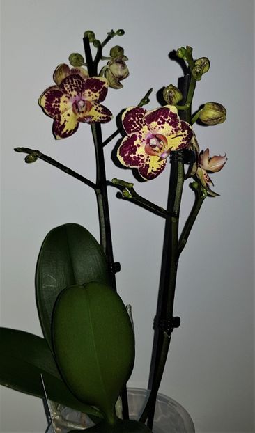 Strawberry Cake - Phalaenopsis 2