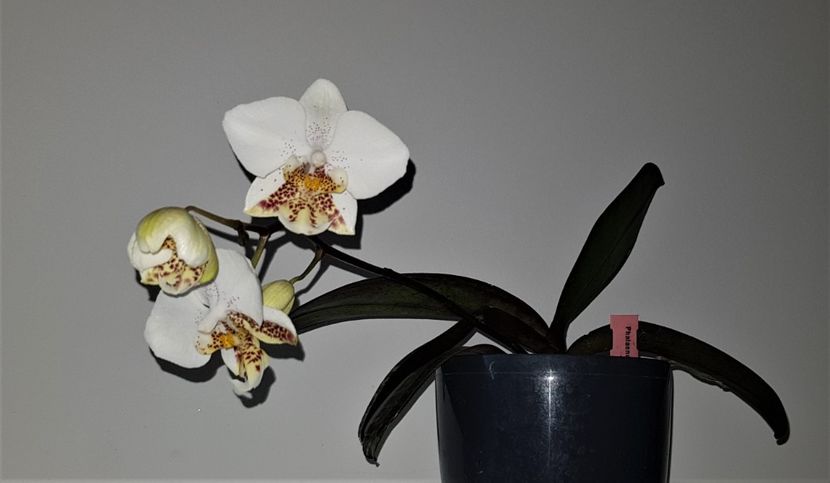  - Phalaenopsis 2