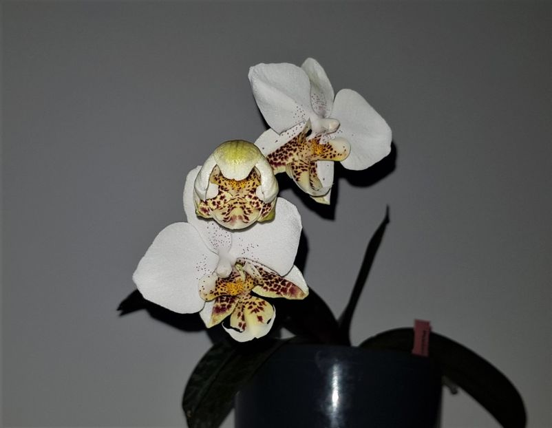  - Phalaenopsis 2