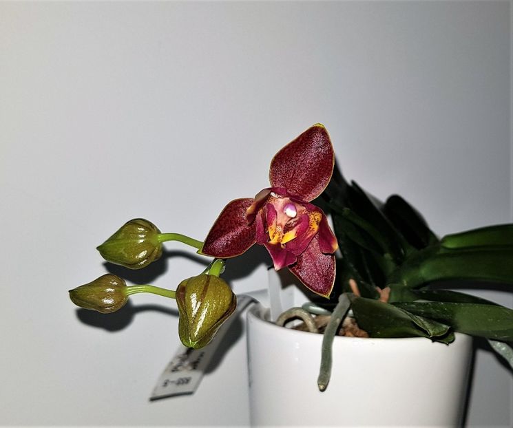  - Phalaenopsis 2