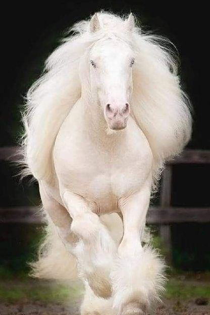  - Cai animale nobile