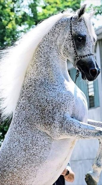  - Cai animale nobile