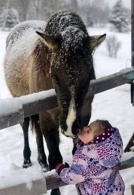  - Cai animale nobile