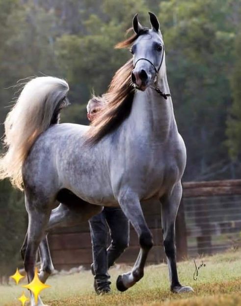  - Cai animale nobile