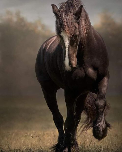  - Cai animale nobile