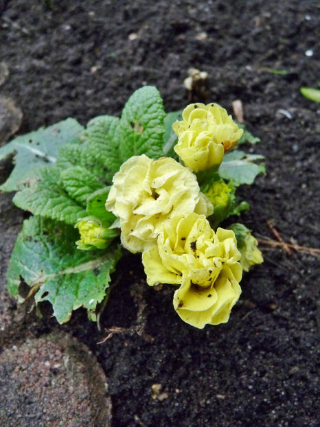  - 2021 - 04 - 2022 - 00 - Iarna