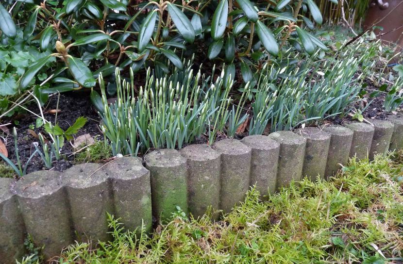 Natura se trezeste. - 2021 - 04 - 2022 - 00 - Iarna