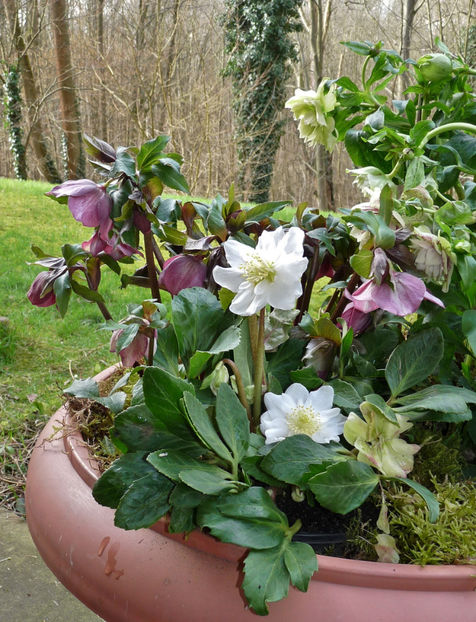  - Helleborus - Spanz