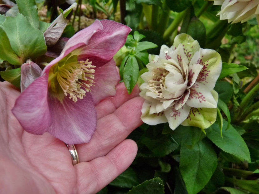  - Helleborus - Spanz