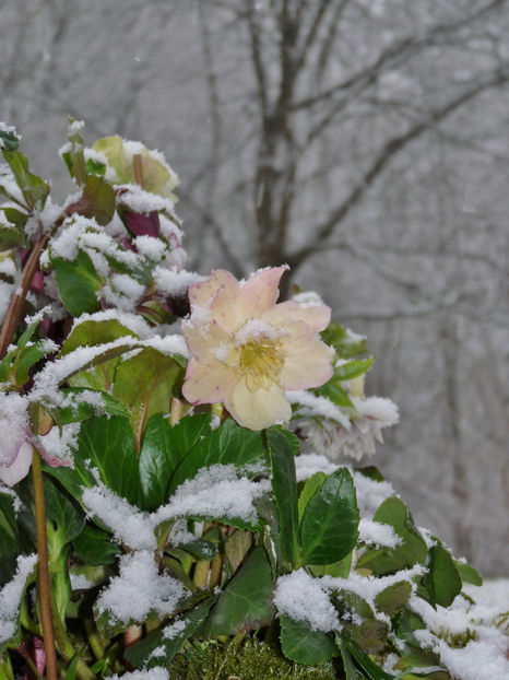  - Helleborus - Spanz