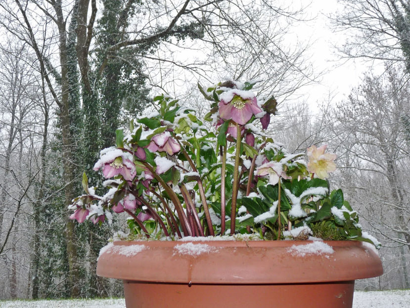  - Helleborus - Spanz