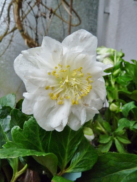  - Helleborus - Spanz
