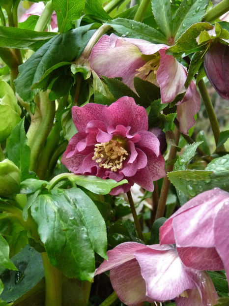  - Helleborus - Spanz
