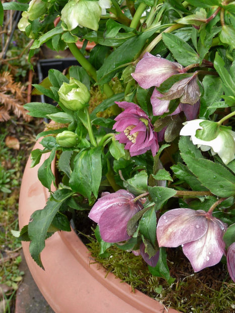  - Helleborus - Spanz