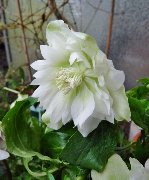  - Helleborus - Spanz