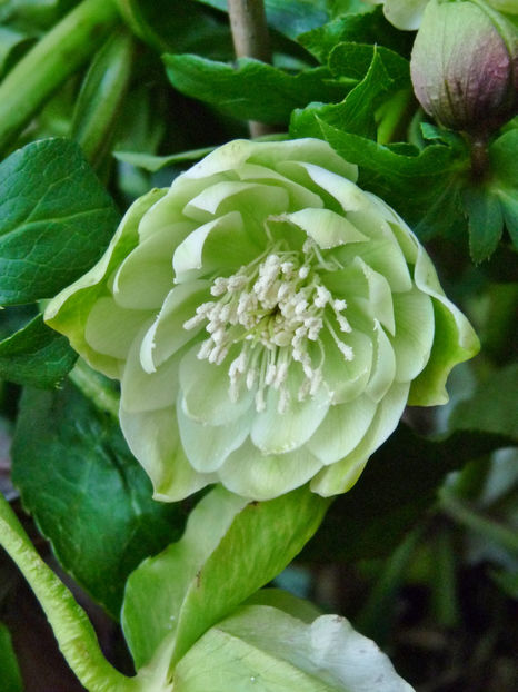  - Helleborus - Spanz
