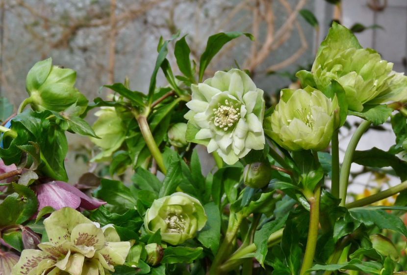  - Helleborus - Spanz