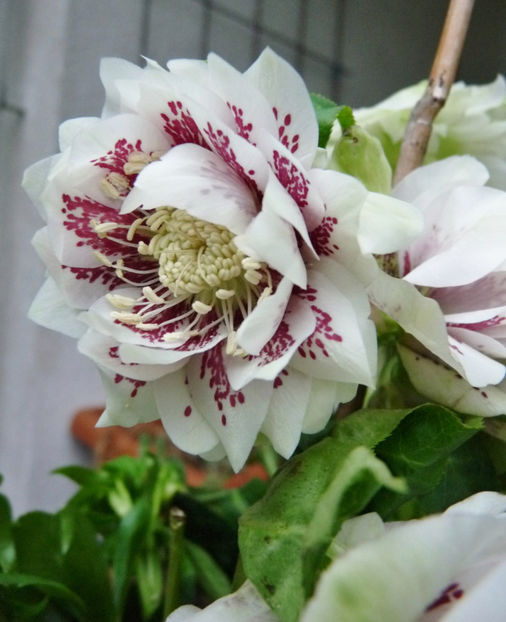  - Helleborus - Spanz