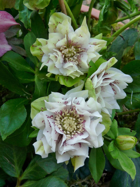  - Helleborus - Spanz