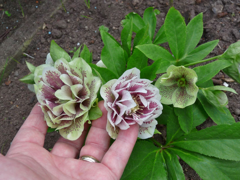  - Helleborus - Spanz