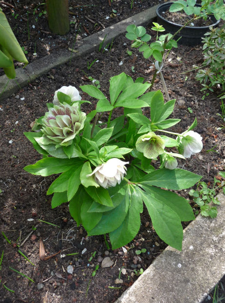 2017 - Helleborus - Spanz