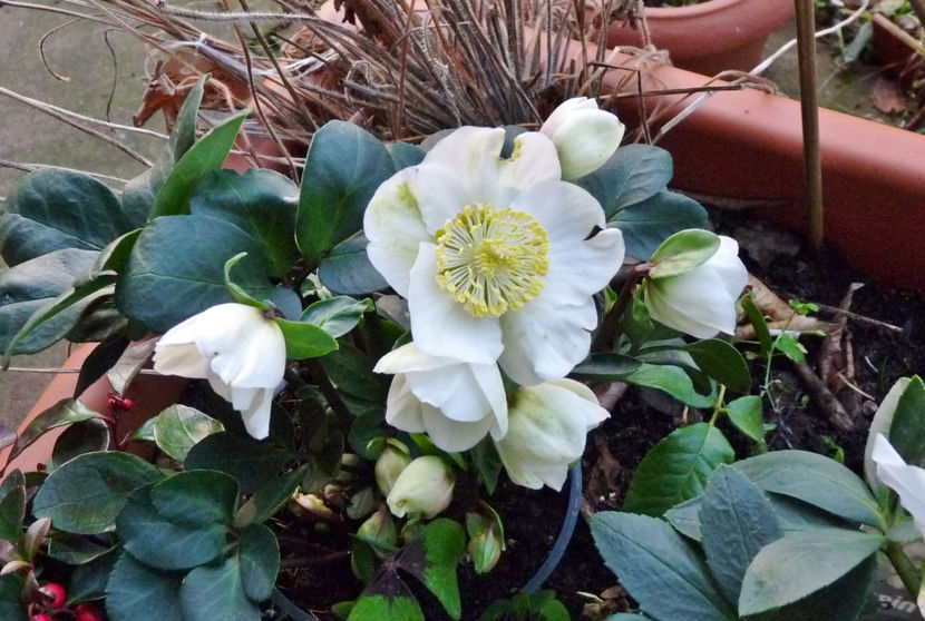  - Helleborus - Spanz