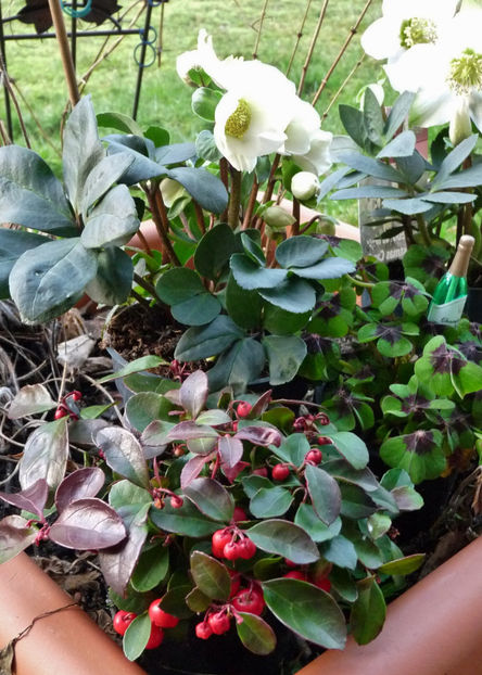 2018 - Helleborus - Spanz