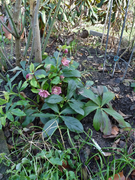 2019 - Helleborus - Spanz