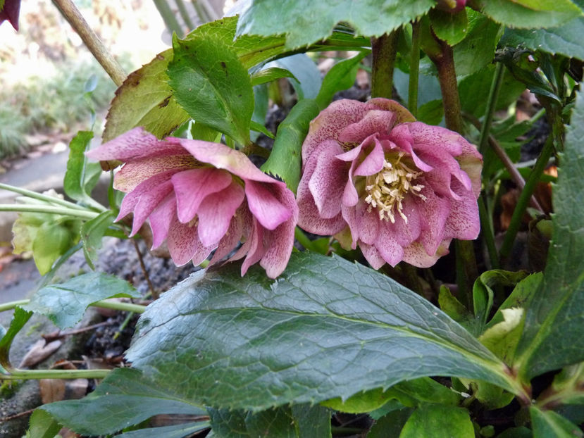  - Helleborus - Spanz