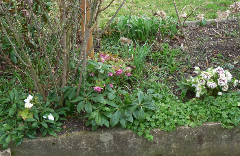 2020 - Helleborus - Spanz