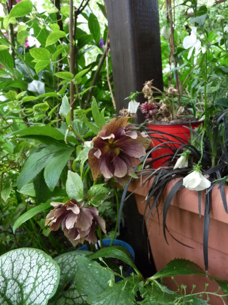  - Helleborus - Spanz