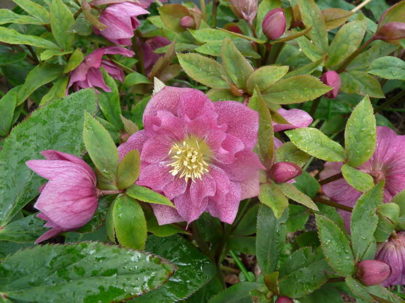  - Helleborus - Spanz