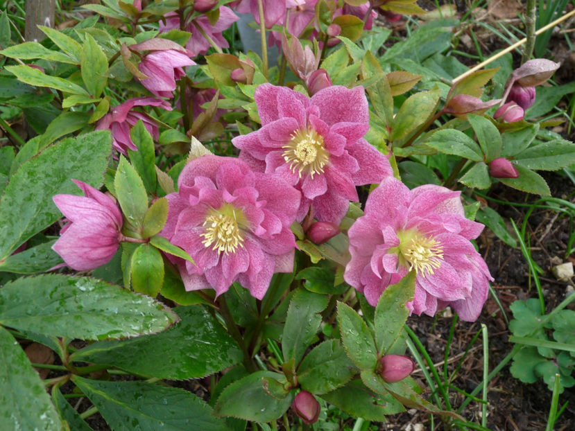  - Helleborus - Spanz