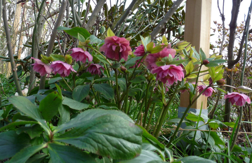  - Helleborus - Spanz