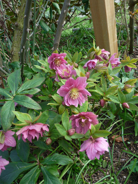  - Helleborus - Spanz